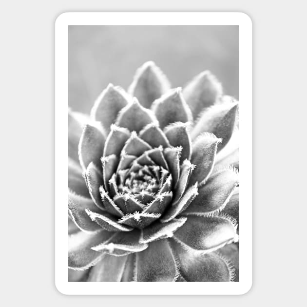 Succulent Sticker by fineart